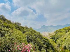 -贵州百里杜鹃风景名胜区