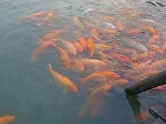 android_upload_pic-茅老太臭豆腐