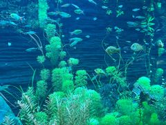 -上海海洋水族馆