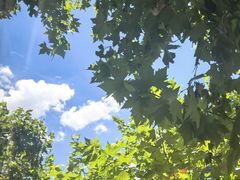 -毛辣果·酸(OHA复兴西路店)