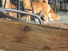 -柴犬高等学院·狗咖·柴犬售卖·宠物训练