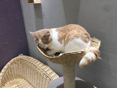 -藏猫猫咖啡主题馆(中央大道店)