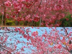 -天适樱花悠乐园