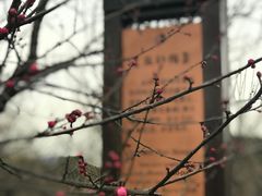 -香雪海