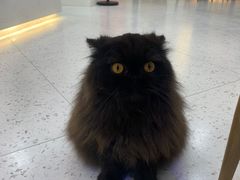 -喵园·猫主题咖啡厅·撸猫·猫咖(国贸店)