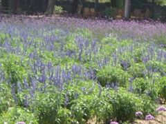 -紫海香堤香草艺术庄园