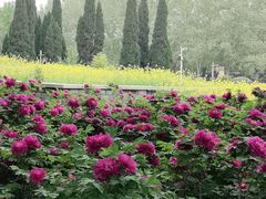 -洛阳市隋唐城遗址植物园