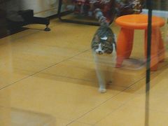-MARSMART PETS火星宠物超市(1733店)