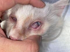 -萌兽医馆·犬猫专科·眼科中心·宠物医院(朝阳门分院)