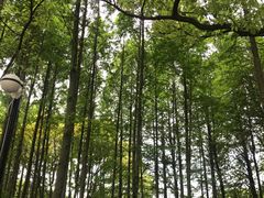-瀛洲公园