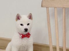 -柴犬小屋·柴餐厅·狗咖食堂(金鼎广场店)