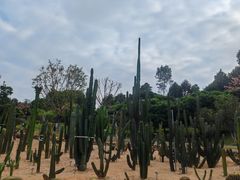 -东莞植物园