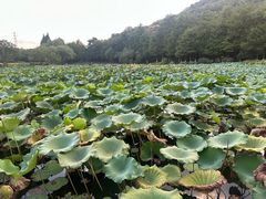 -八卦田遗址公园
