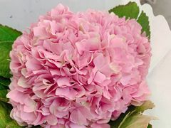 -三圣花乡旅游区