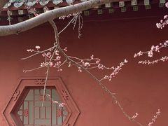 -桃花堤公园