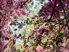 -深圳国际园林花卉博览园