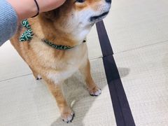 -逗柴咖啡屋·狗咖猫咖宠物桌游