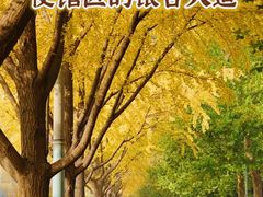 -三里屯东五街银杏大道