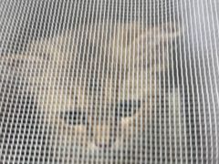 -心仪动物医院·牙专科·肿瘤·心脏科(西客站院)