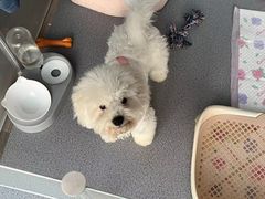 -米苏动物医院·犬猫专科·骨科外科内窥镜