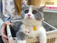 -lincat·猫舍(广州店)