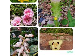 -中国科学院华南植物园