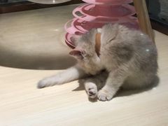 -momokira米努特·德文卷毛猫·棉花面纱犬
