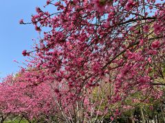 -苏州上方山国家森林公园