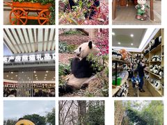 -成都大熊猫繁育研究基地