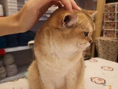 -猫咪派对(江南西店)