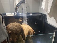 -奶牛家宠物酒店(嘉宏云顶店)