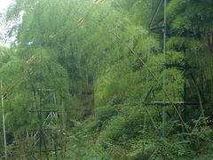 山中毛竹-藏龙百瀑风景区