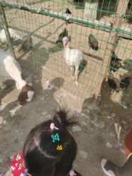 -上美四季动物农场