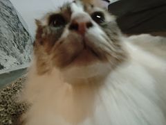 -白兔子密室(长寿路店)