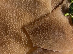 空运鲜毛肚-渝利重庆火锅