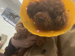 -伟伟宠物医院·CT影像中心·瑞派犬猫综合性门诊(汉口总院)