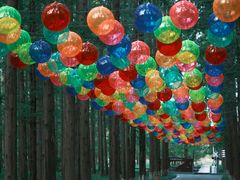 -黄海国家森林公园