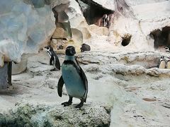 -帝企鹅自助餐厅•儿童岛•真企鹅(长隆企鹅酒店)