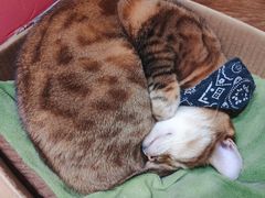 -猫色咖啡·猫咖