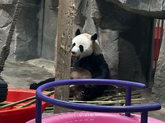 -栾川竹海野生动物园