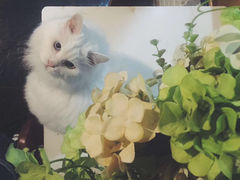 -Anne猫窝咖啡屋