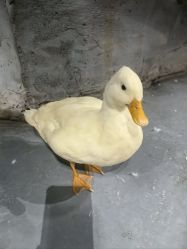 -Zoolung Zoolung动物主题公园(海信广场店)