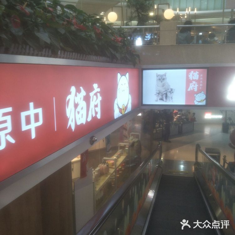 可爱的小猫咪🐱