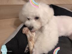 -FAELING PETS美天灵宠物(富力广场店)