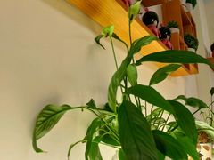 -花漫里餐厅(刺桐店)