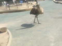 -新疆天山野生动物园