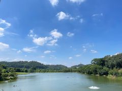 -东莞植物园