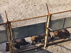 -青藏高原野生动物园