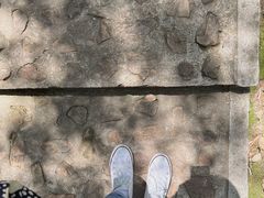 -上海佘山国家森林公园天马山园