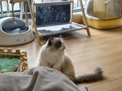 -唐小姐の私宠·宠物洗护美容·撸猫馆·购宠(周浦万达旗舰店)